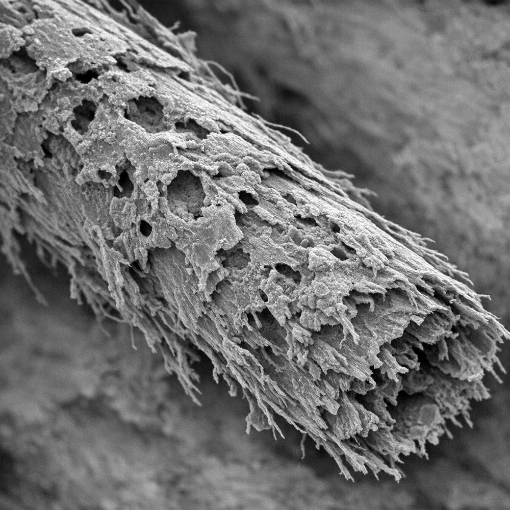 Scanning electron microscopy (SEM) of a cotton fiber damaged by over-exposure to high-concentration chlorine bleach. Visible pitting, fraying, and loss of the primary cell wall structure. Monochrome scientific aesthetic, sharp detail, 8k, clinical authoritative tone.